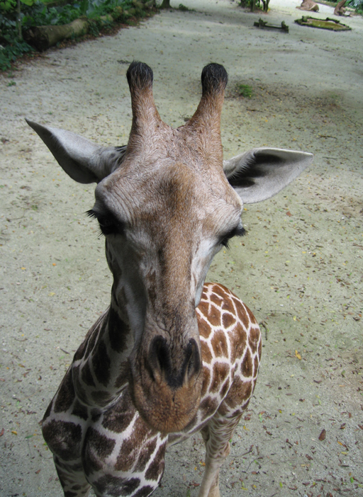 Giraffe