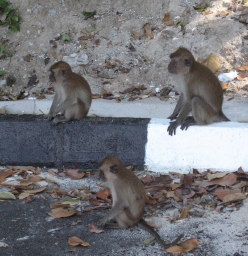 Monkeys on the street