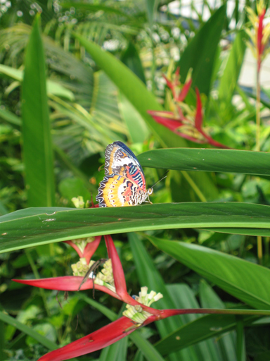 Multi-colored butterfly